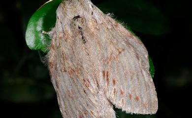 龍眼蟻舟蛾|學名:Stauropus alternus alternus Walker, 1855(6000213)